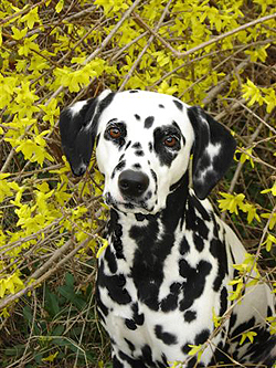 Dalmatian Gina